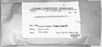 Fomitopsis pinicola image